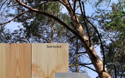 Borovice