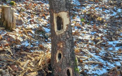 V lese.  Co vidíme a co nevidíme. Než vítr srazí strom. Tajemné děje (2026)